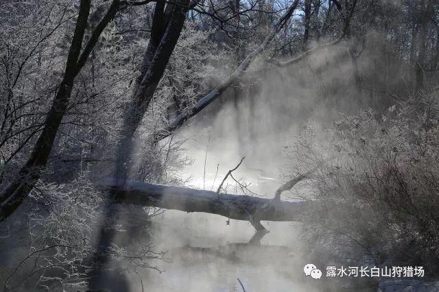 寻找萌小老虎
